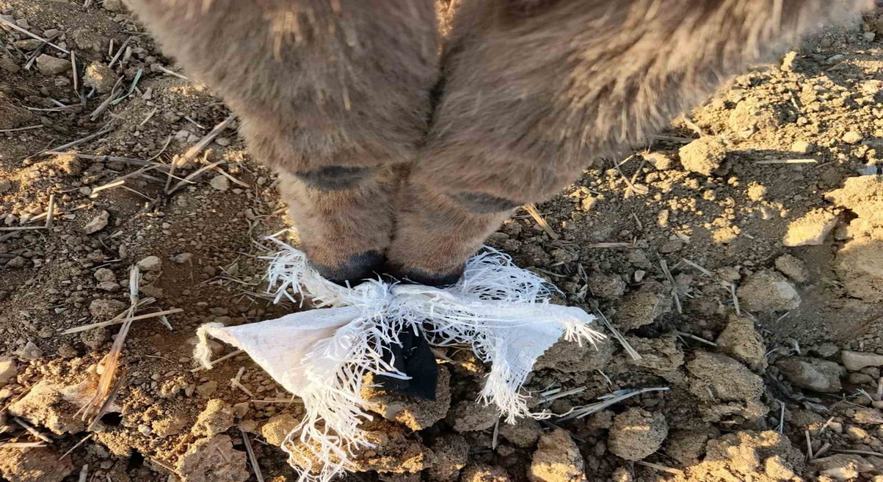 Elmadağda bir çoban kafasında çuval bulunan eşeği kurtardı