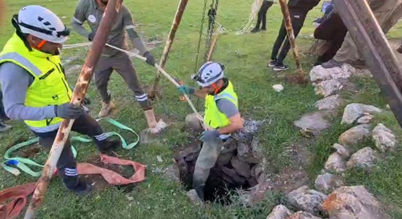 Eruhta kuyuya düşen dana kurtarıldı