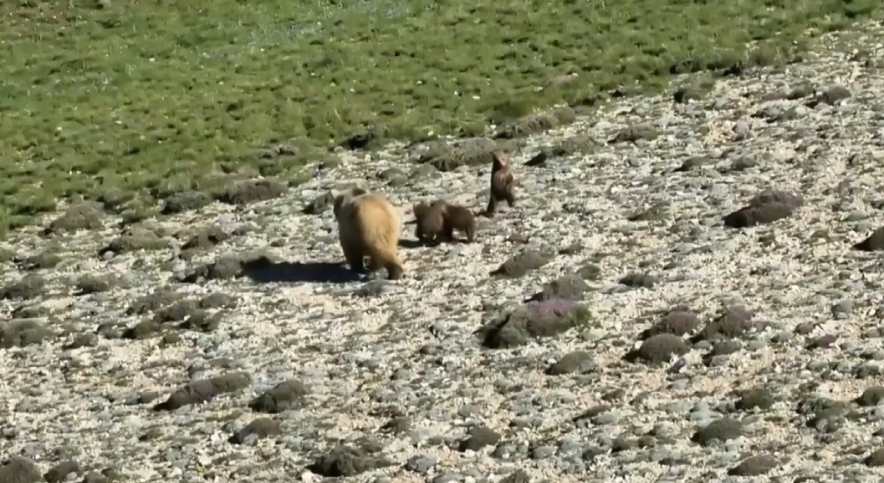 Erzincanda anne ayı ve 3 yavrusu görüntülendi