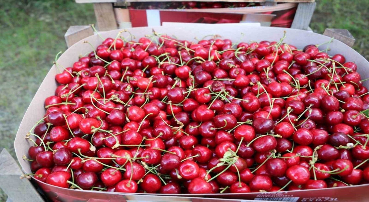 Erzincanda kiraz bahçelerinde hasat başladı