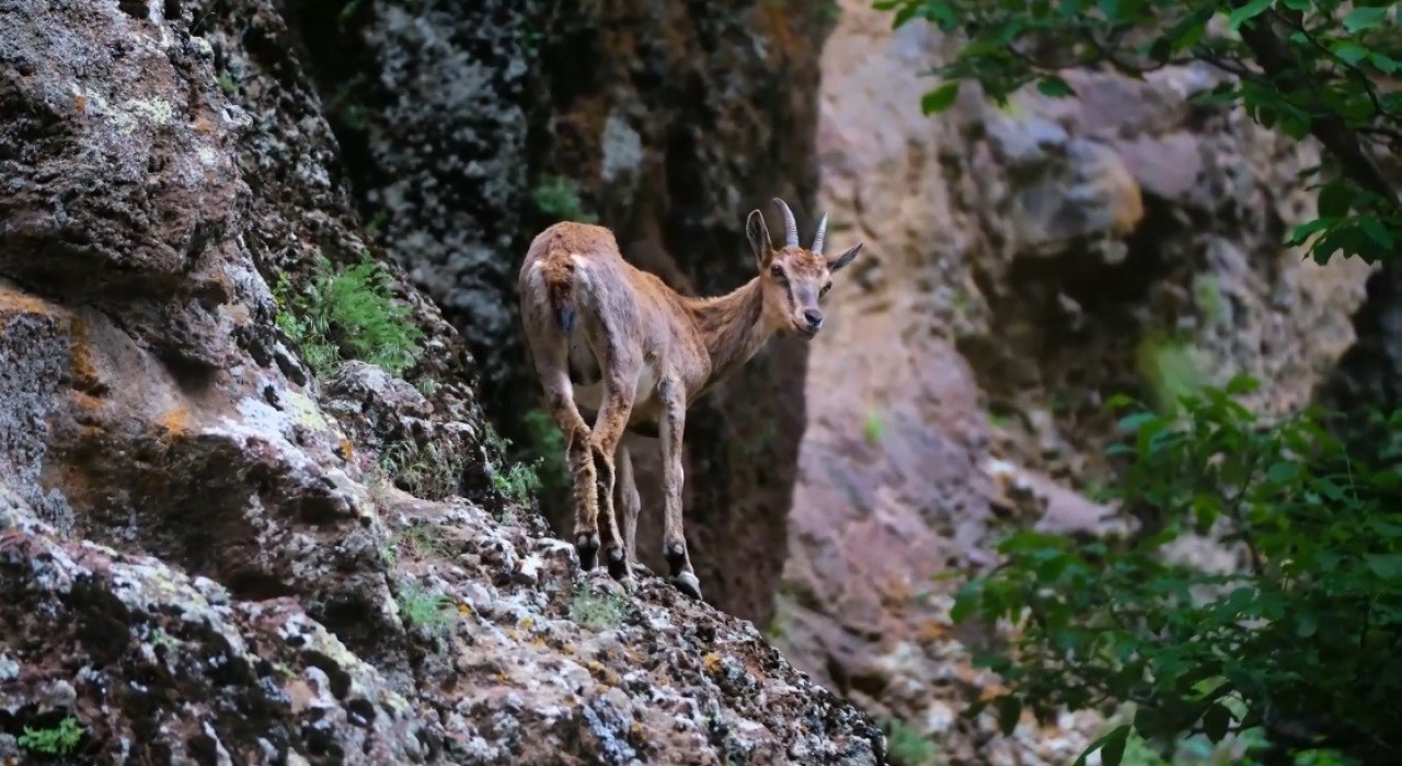 Erzincanda yaban keçileri havadan görüntülendi