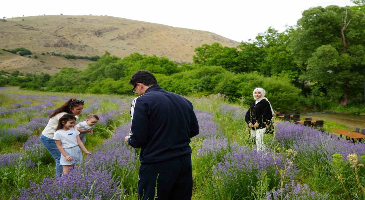 Erzincanın Çağlayan beldesi lavanta tarlalarıyla büyülüyor