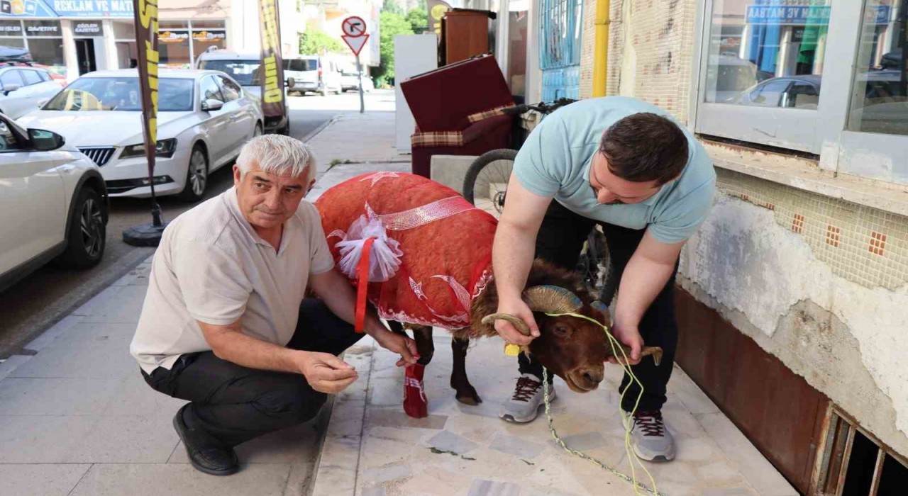 Erzurumlu damattan nişanlısına kurbanlık koç hediyesi