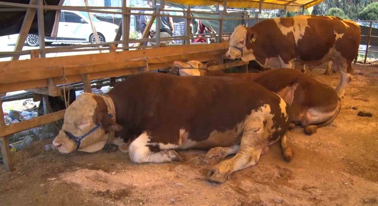 Esenyurtta bayramın 2nci gününde kurbanlıklar büyük oranda satıldı