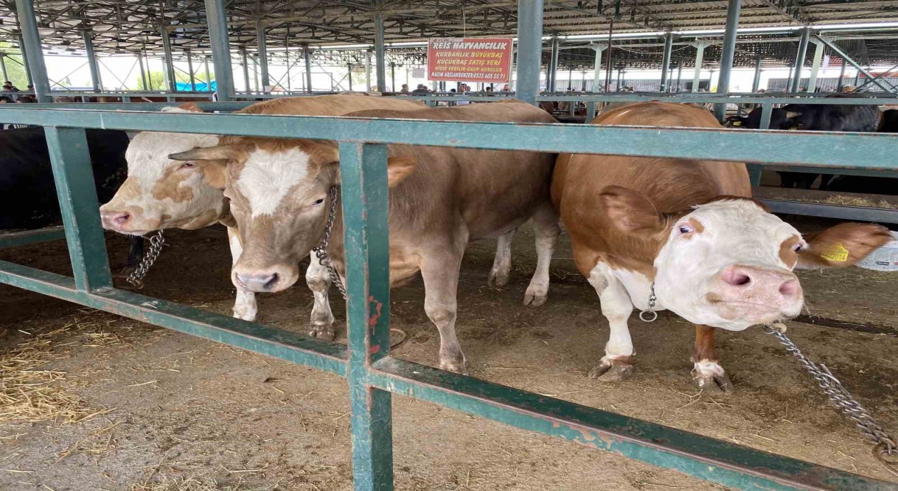 Eskişehir Hayvan Pazarının 750 kiloluk düveleri