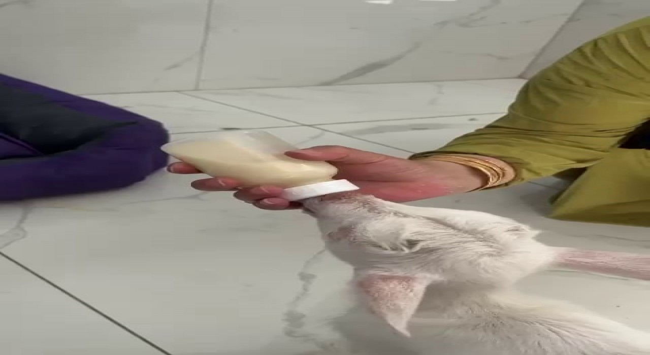 Evcil hayvan otelinin sıra dışı misafiri: Biberonla beslenip kucakta uyudu