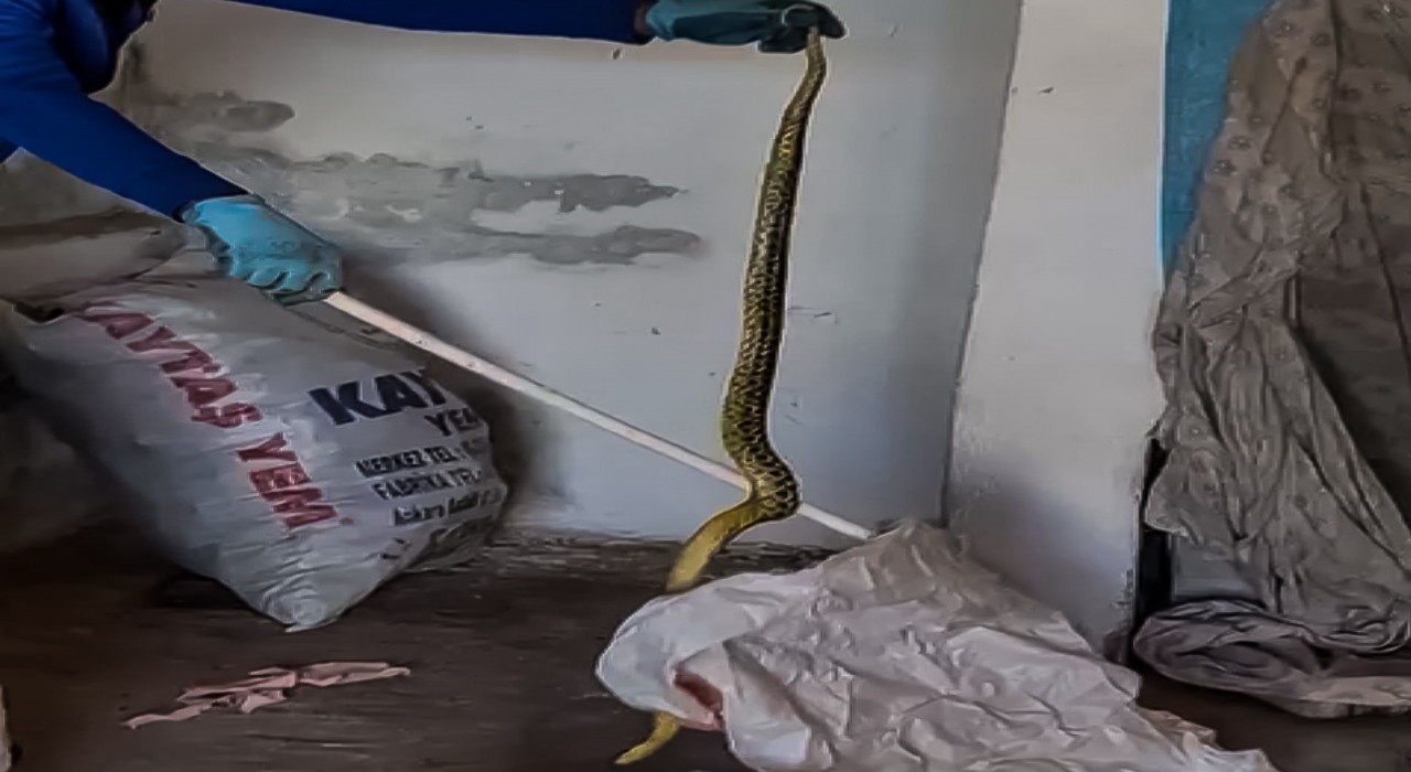 Evinde kakaladığı 2 metrelik yılanı zarar vereden alıp doğaya bıraktı