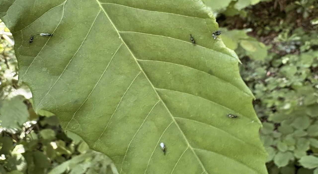 Gal arısıyla mücadele edecekler