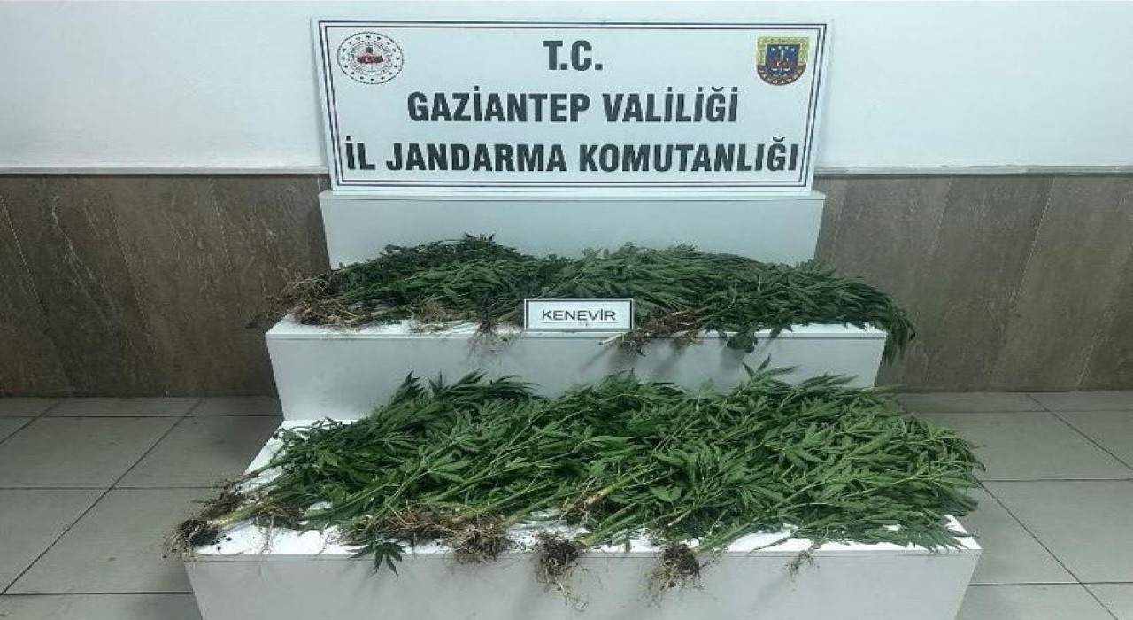 Gaziantepte 403 kök kenevir ele geçirildi: 14 gözaltı