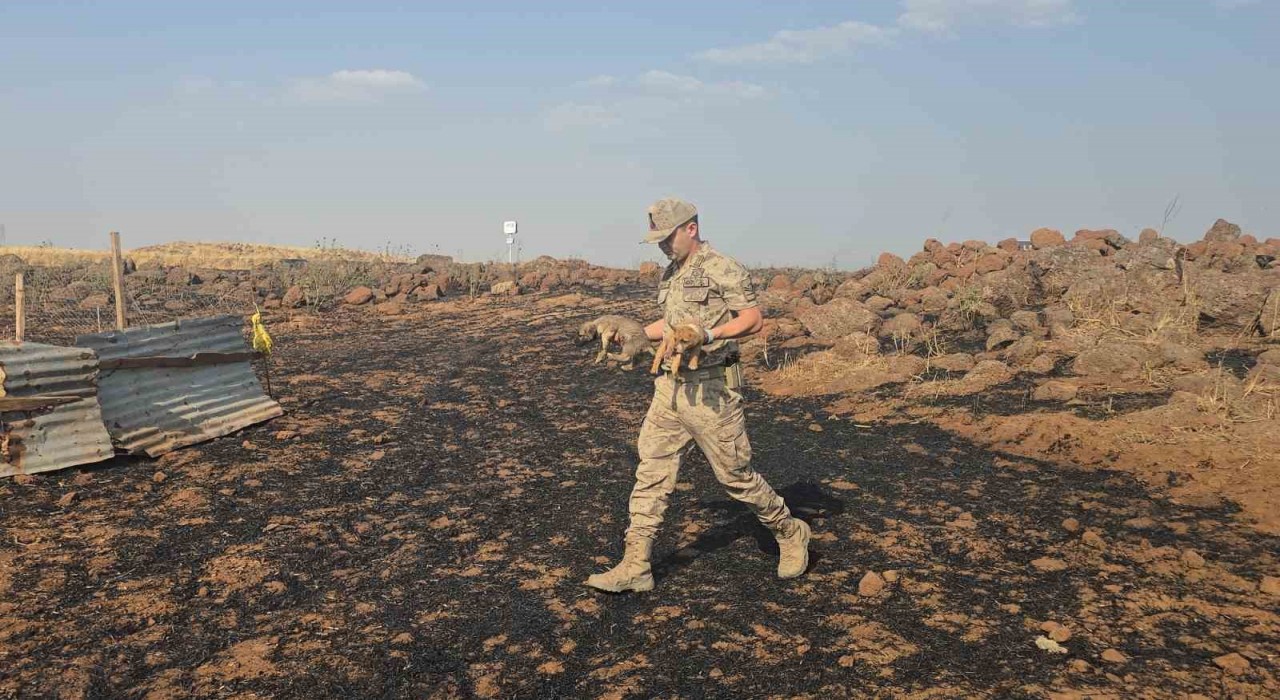 Gaziantepte anız yangınında mahsur kalan köpekleri jandarma kurtardı