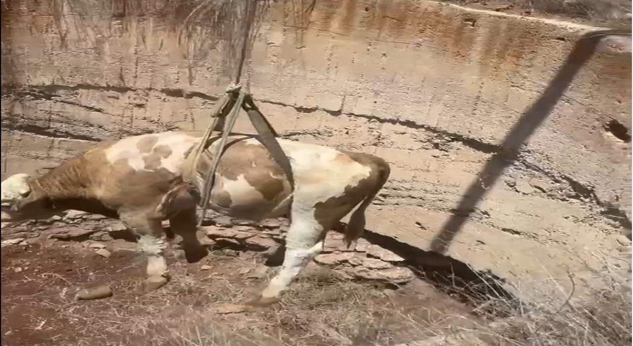 Gaziantepte çukura düşen görme engelli dana kurtarıldı