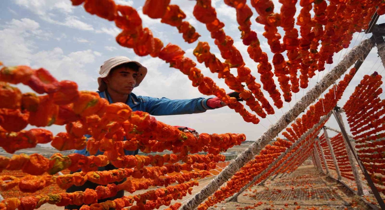 Gaziantepte kurutmalık sezonu başladı