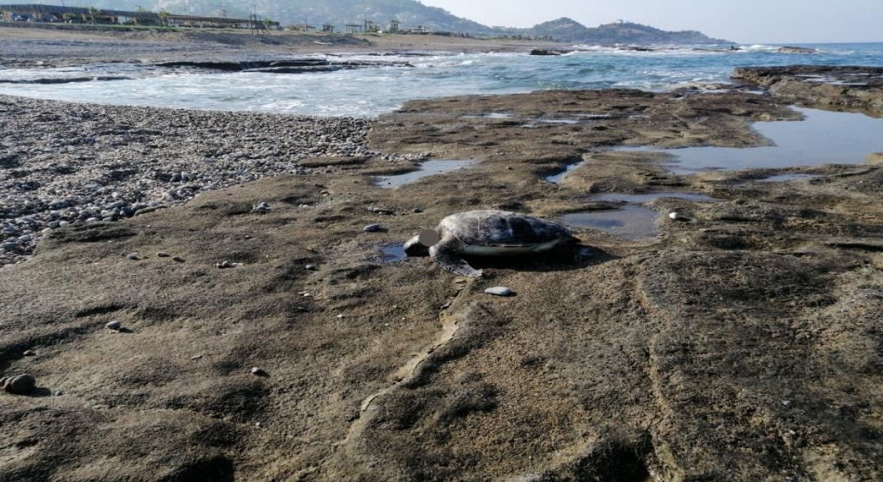 Gazipaşada caretta başı kesilmiş halde bulundu
