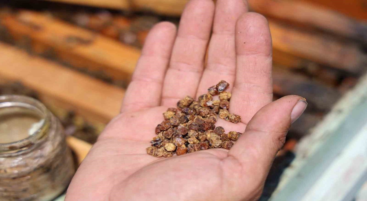 Geçmişte çöpe gidiyordu, şimdi kilosu 3 bin TLden satılıyor