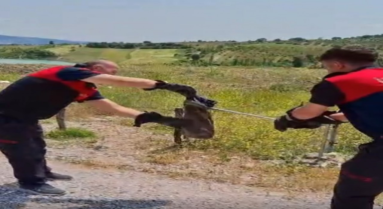 Gedizde yılan ve kene alarmı