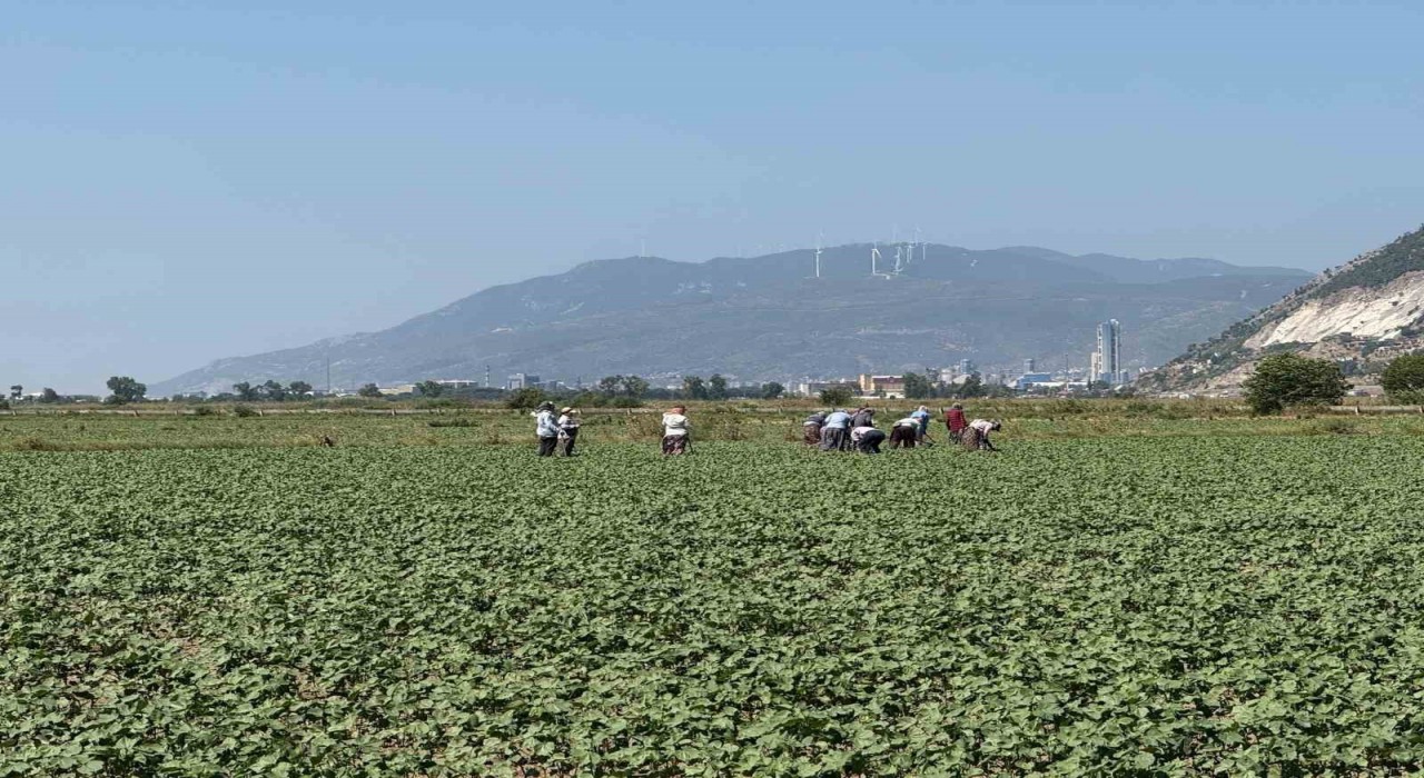 Germencikin pamuklarında zararlılar kontrol altında