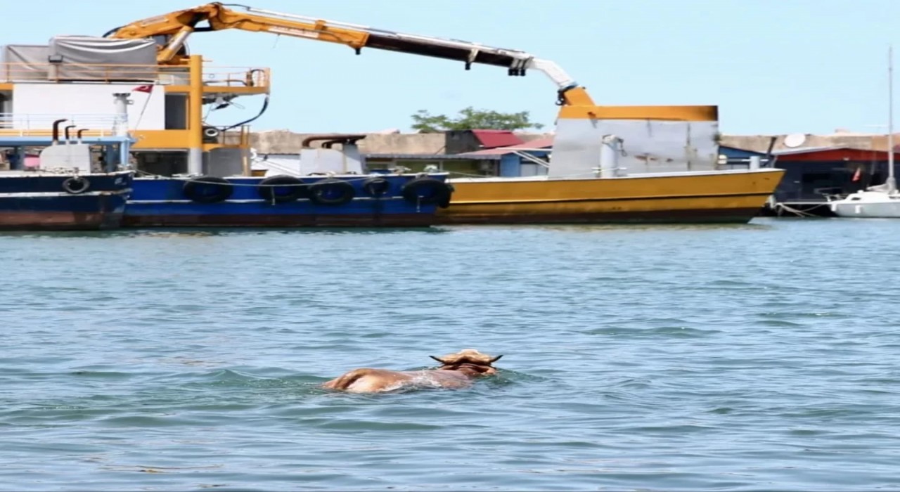 Giresunda denize atlayan kurbanlık, balıkçı kulübesinde yakalandı