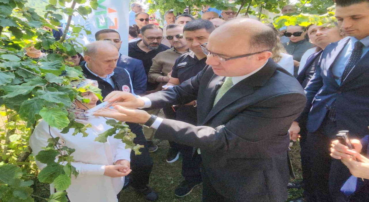 Giresunda kahverengi kokarcaya karşı samuray arıları salınmaya başlandı