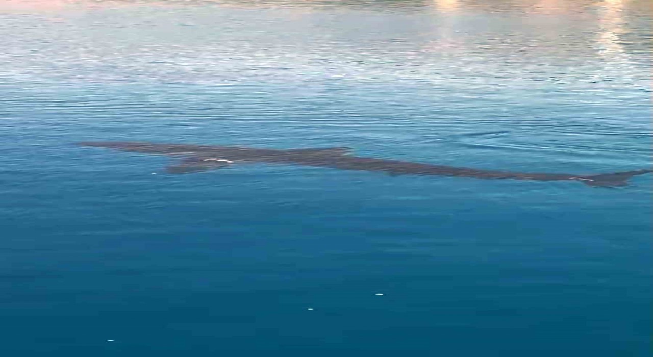 Gökova Körfezinde Beyaz Kum Köpekbalığı sürprizi