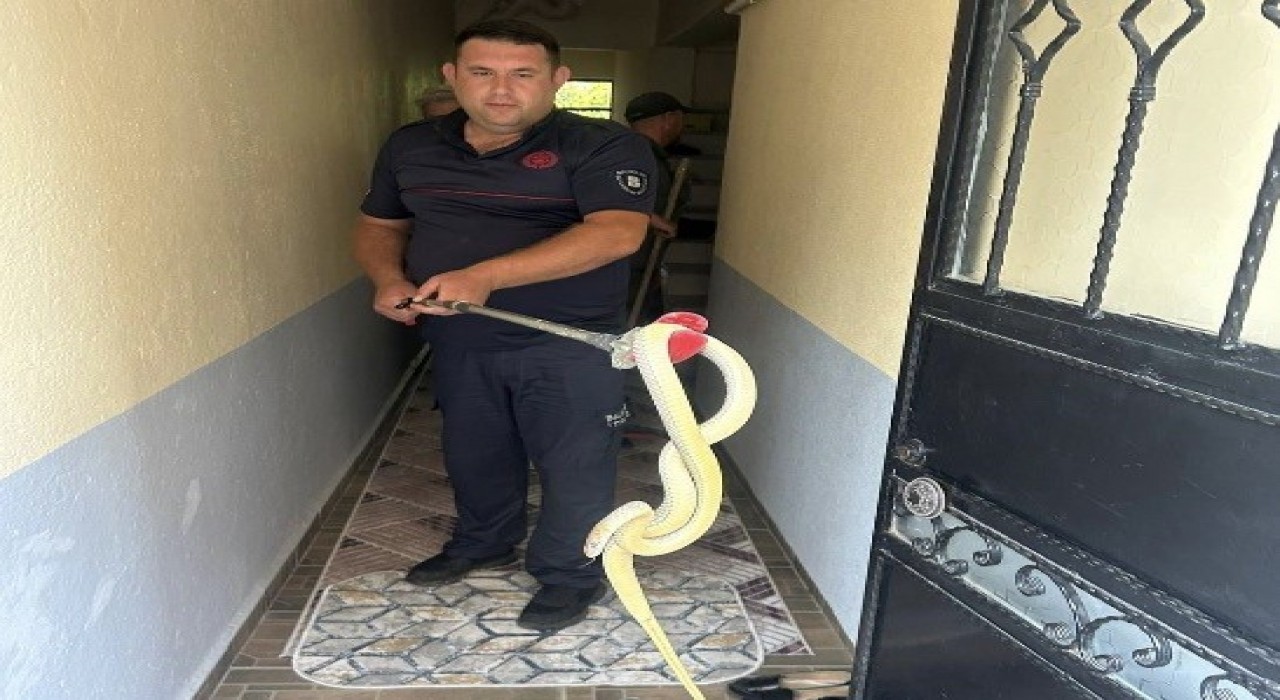 Gönende eve giren yılan paniğe neden oldu