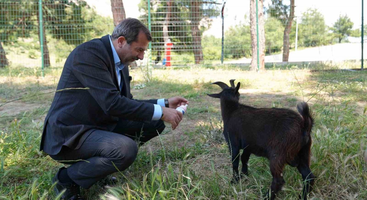 Gürsuya butik hayvanat bahçesi