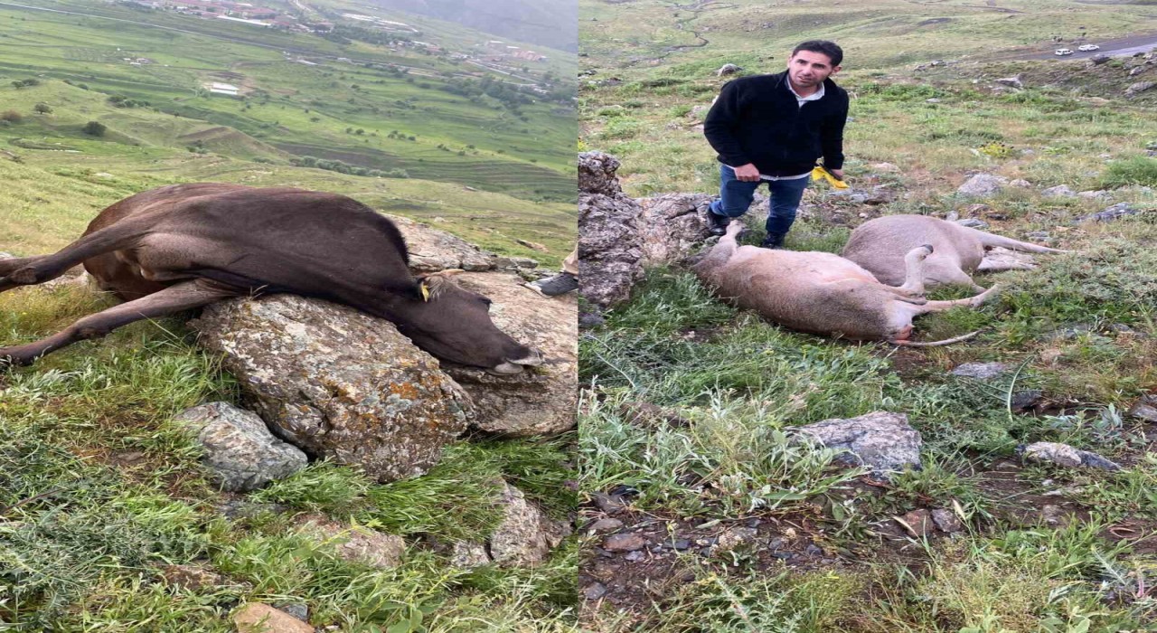 Hakkaride yıldırım düşmesi sonucu 3 inek telef oldu