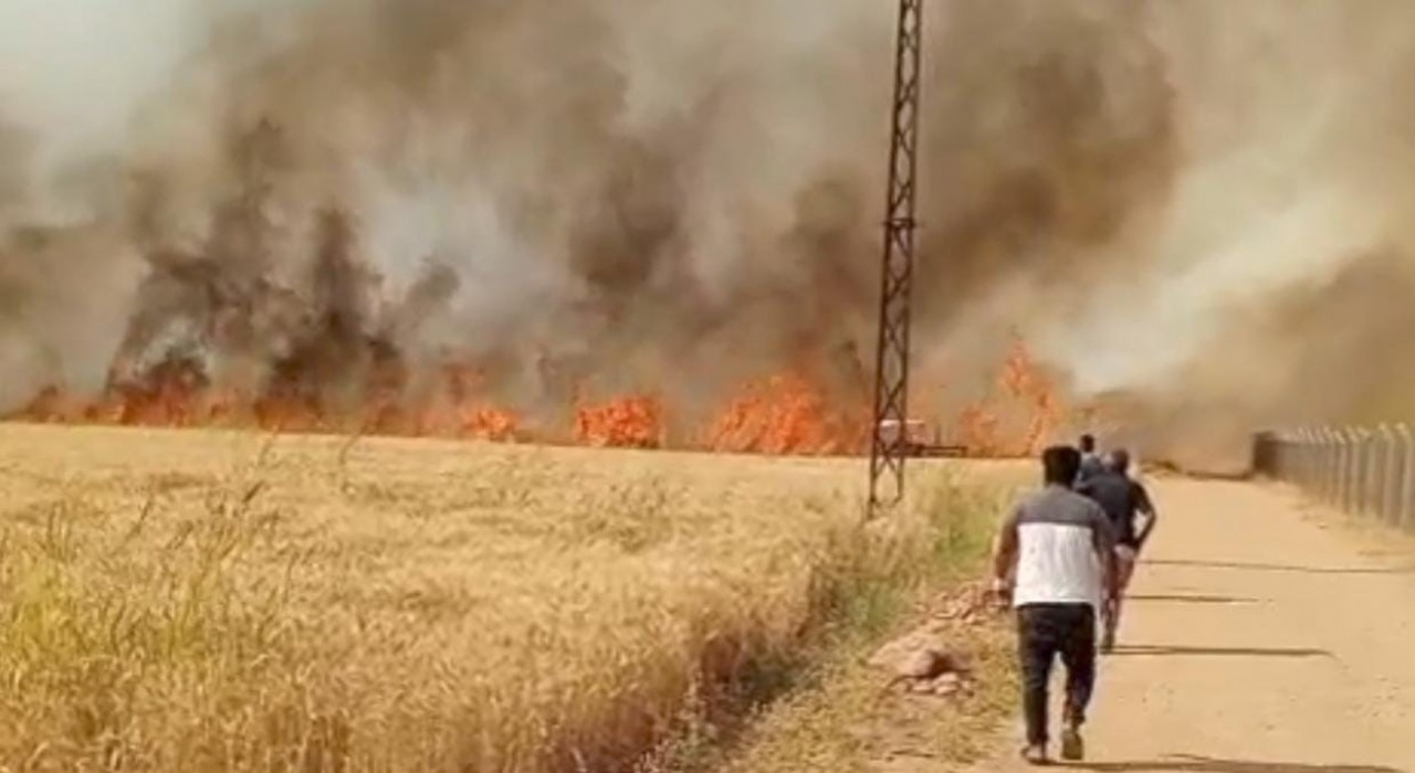 Harran Ovasında 40 dönüm ekili arazi yandı
