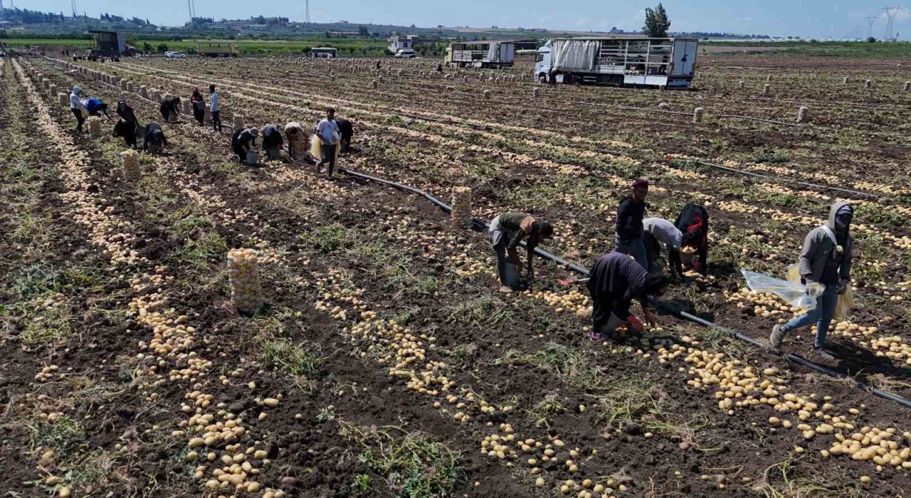 Hasadı süren patateste fiyat 7 liraya kadar geriledi