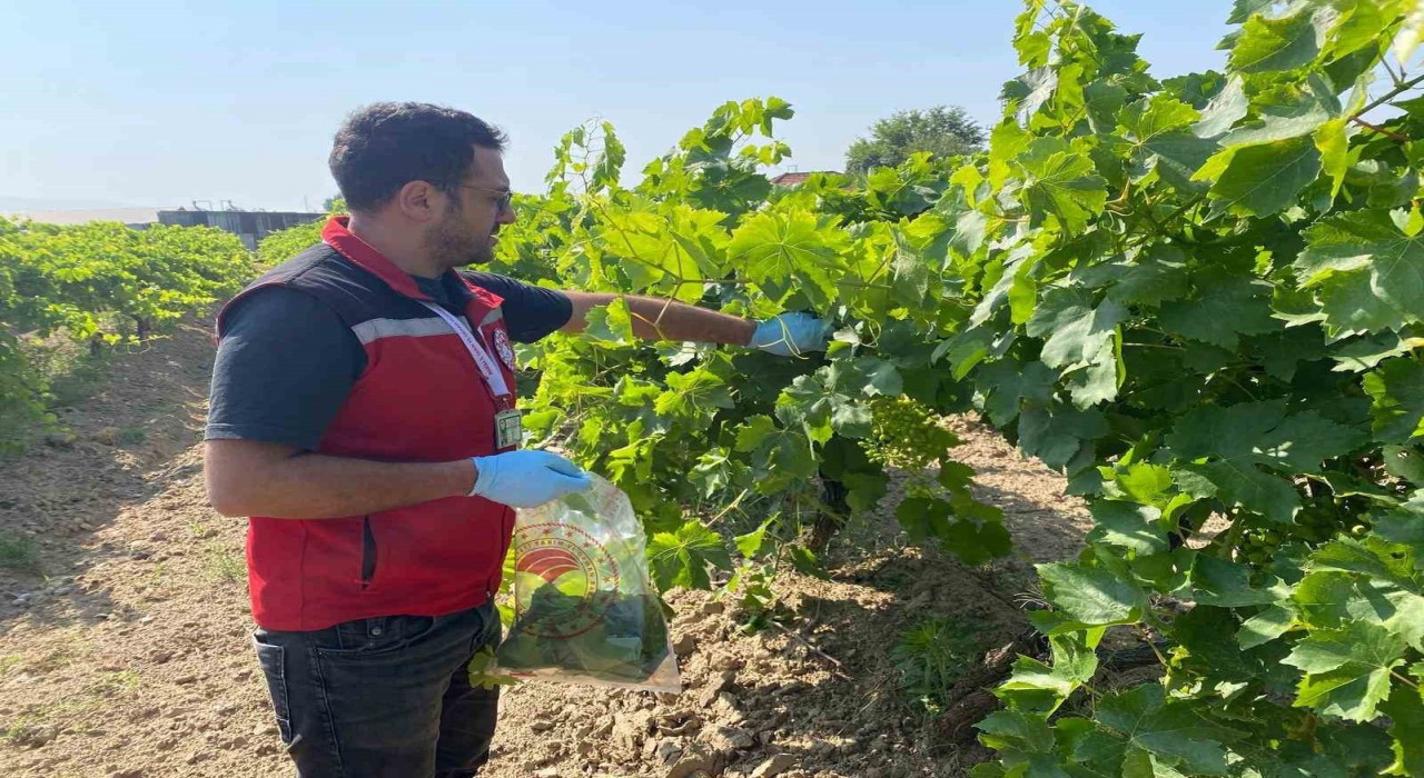 Hasat öncesi pestisit denetimi
