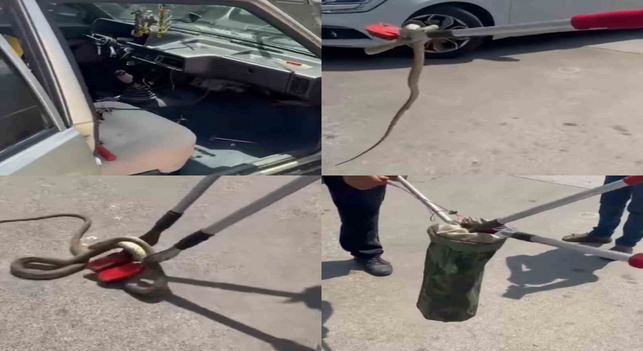 Hastane bahçesindeki otomobilden yılan çıktı