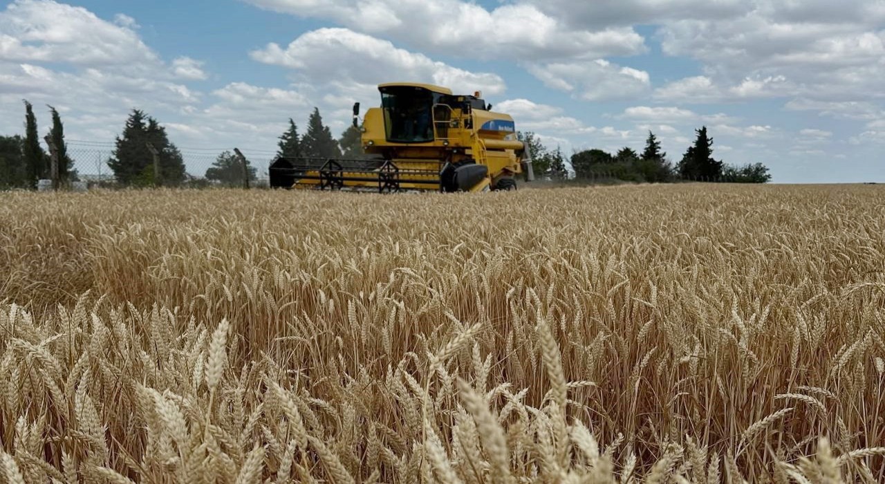Hayraboluda buğday hasadı başladı