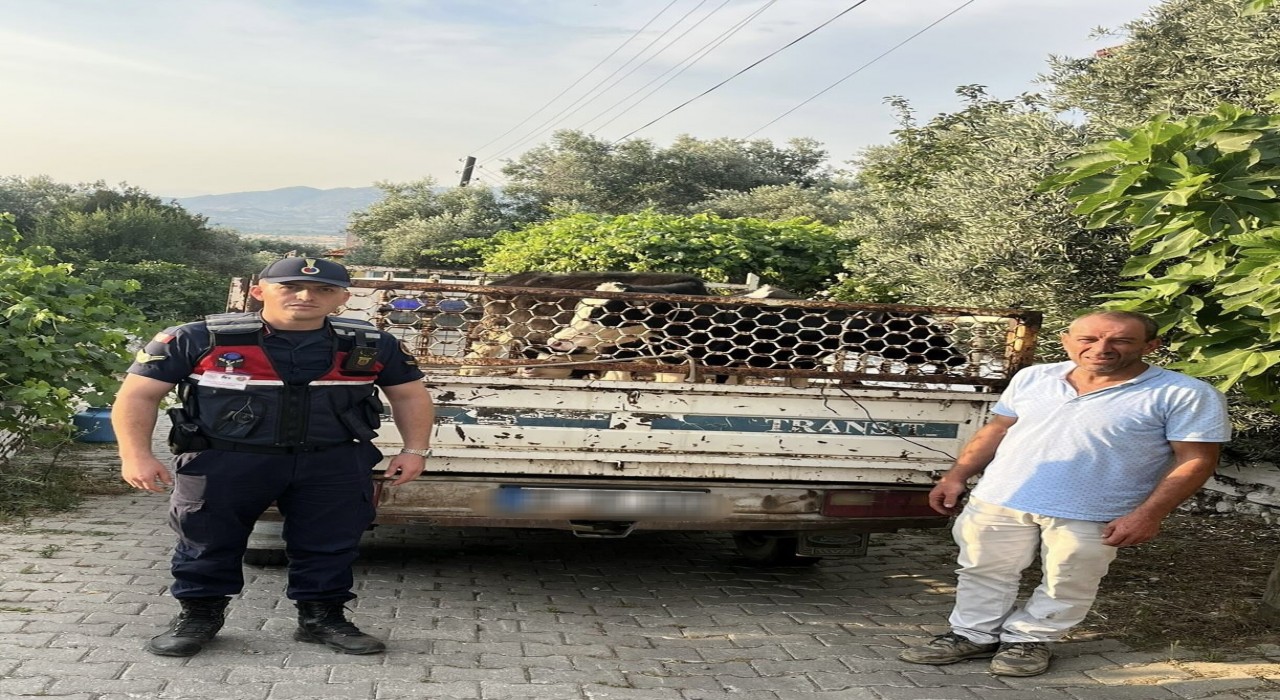 Hayvan hırsızı, jandarmadan kaçamadı