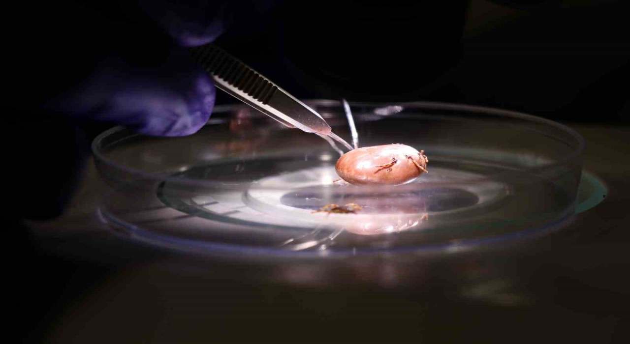 Hayvanların üzerindeki keneler elle koparılmamalı