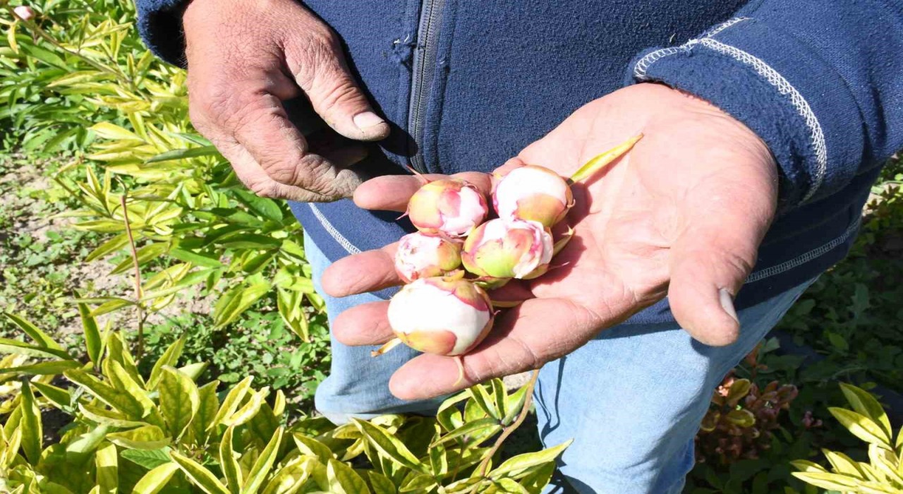 Hollandadan gelen şakayık çiçeklerini Yozgatta don vurdu