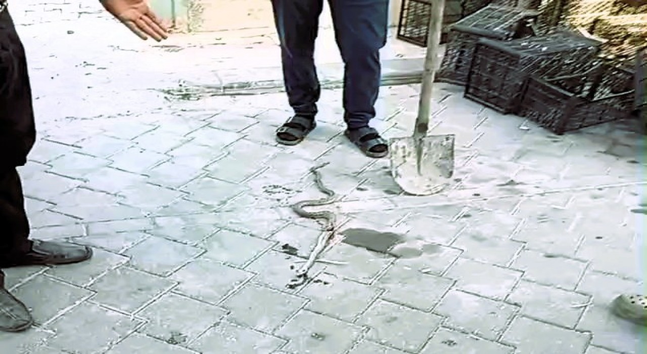 Honazda yılan paniği