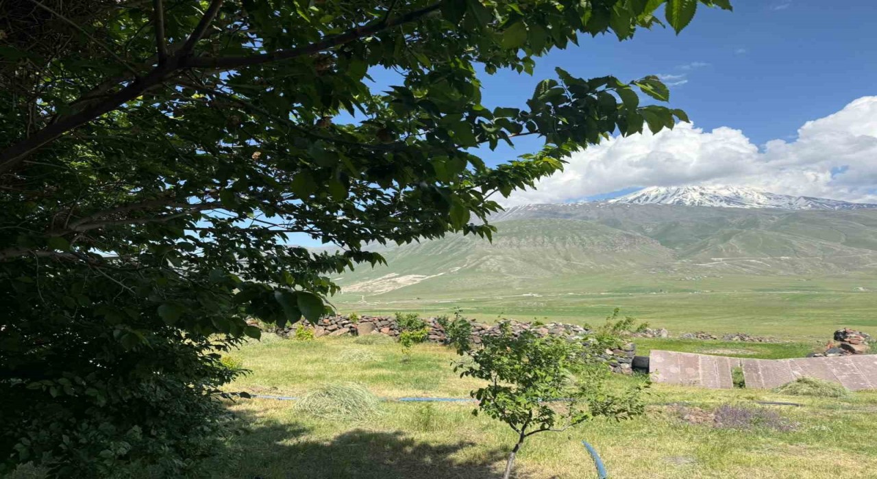 Iğdırda çorak arazi ağaçlarla yeşeriyor