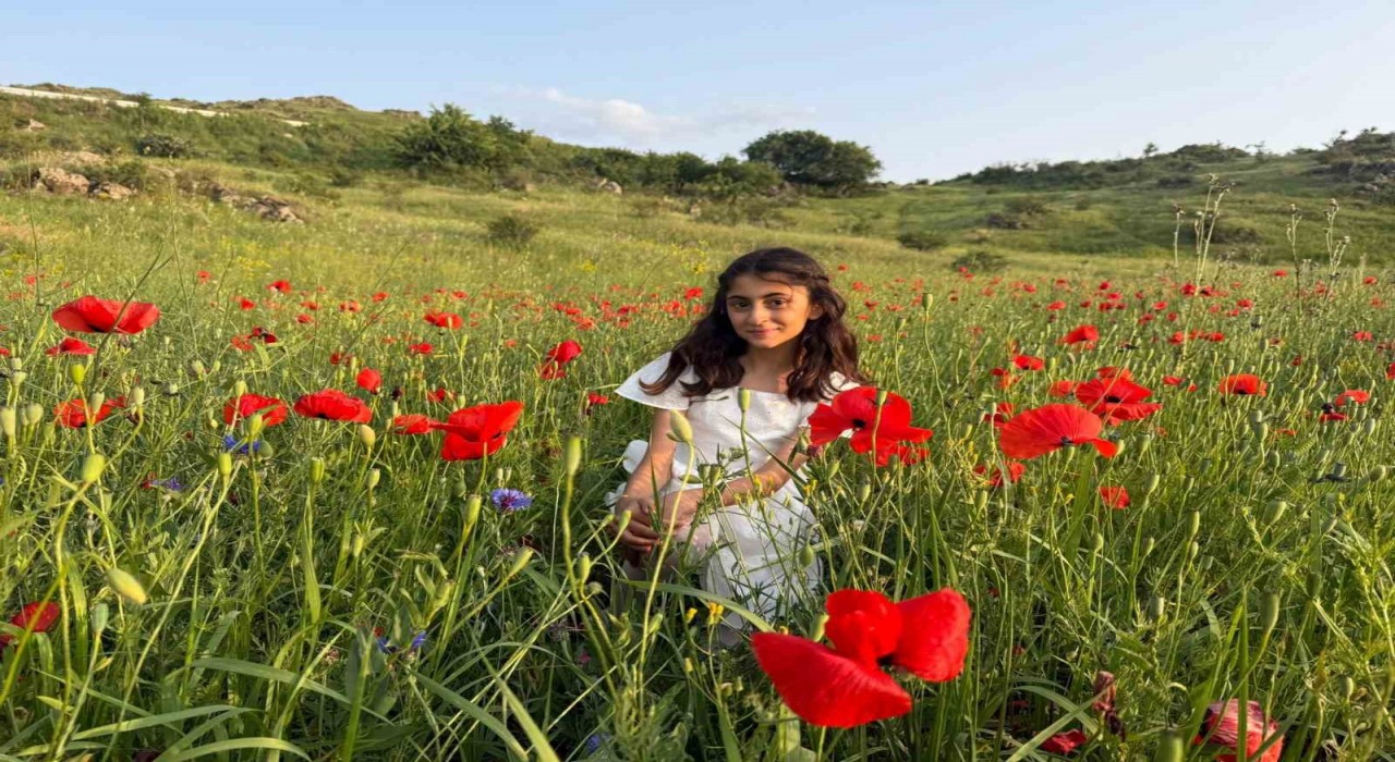 Iğdırda gelincik tarlaları görsel şölen sunuyor