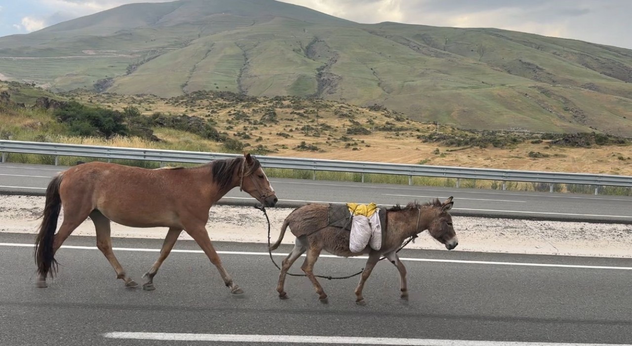 Iğdırda sürüden ayrılan at ve eşek trafiği tehlikeye düşürdü