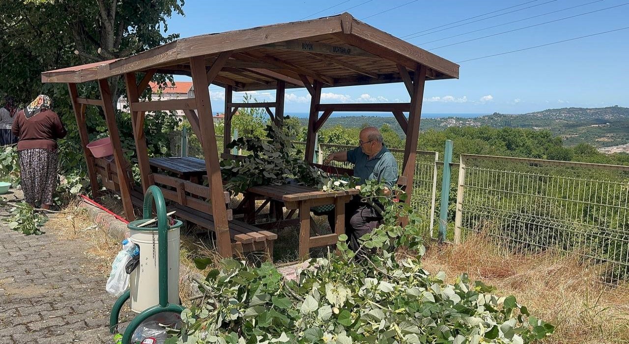 Ihlamur ağaçlarında mis kokulu hasat başladı