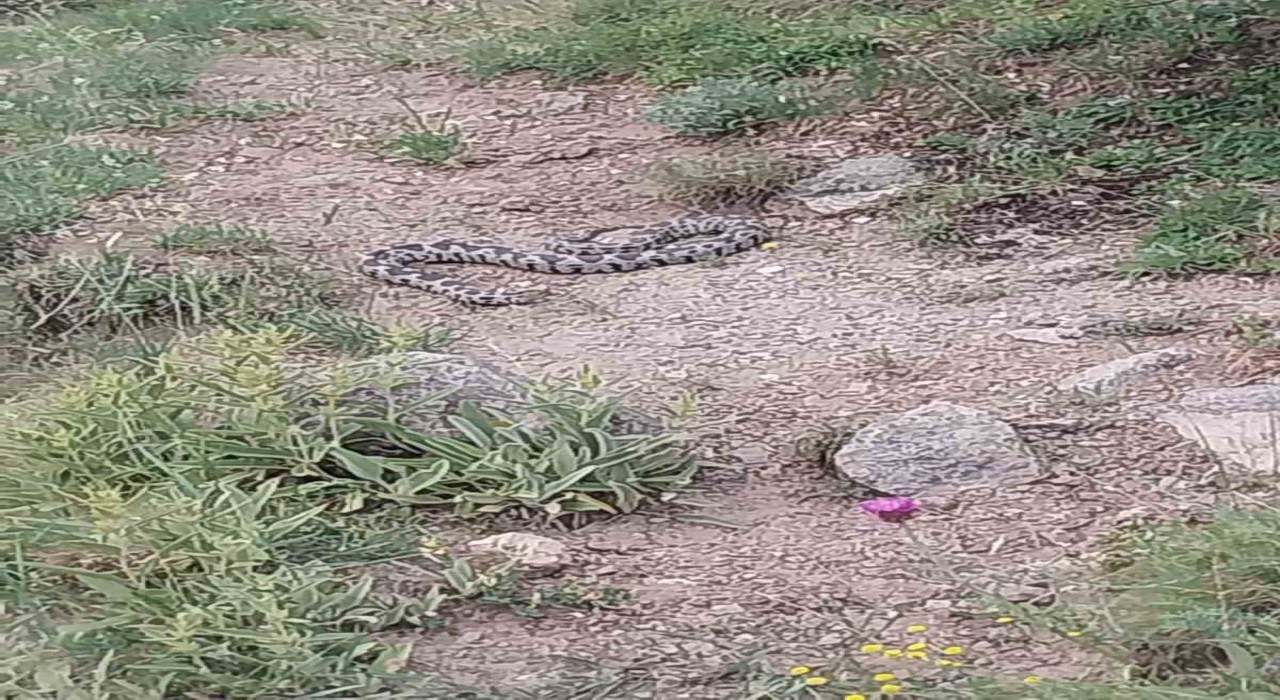 İlçede görülen zehirli engerek yılanı korkuya neden oldu