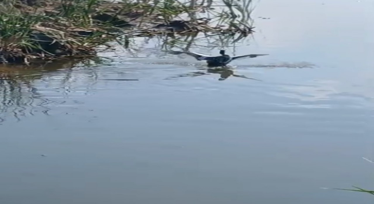 Ispartada yaralı bulunan bahri kuşu tedavisinin ardından doğaya salındı