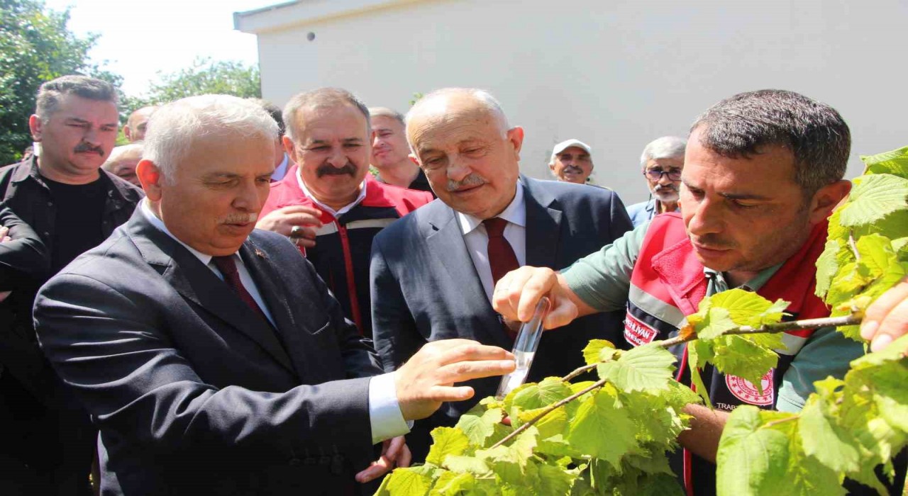 İstilacı kokarcaya karşı samuray arısı umudu