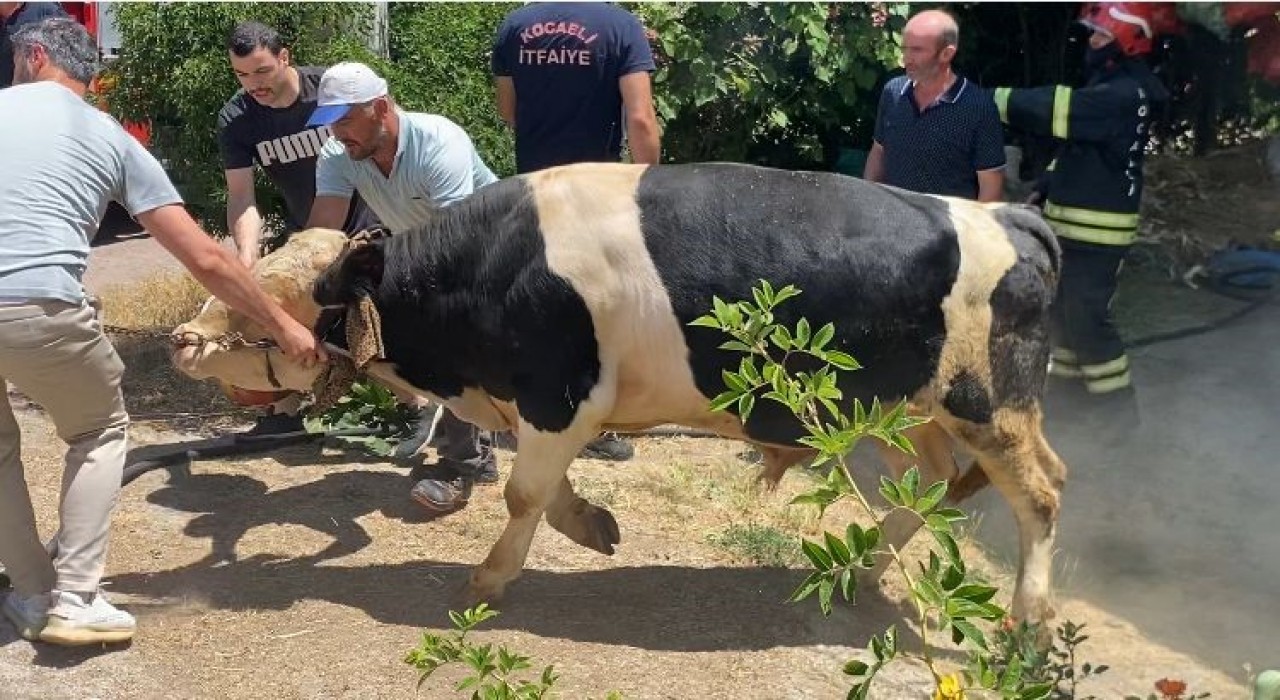 İzmarit önce otları, sonra ahırı yaktı