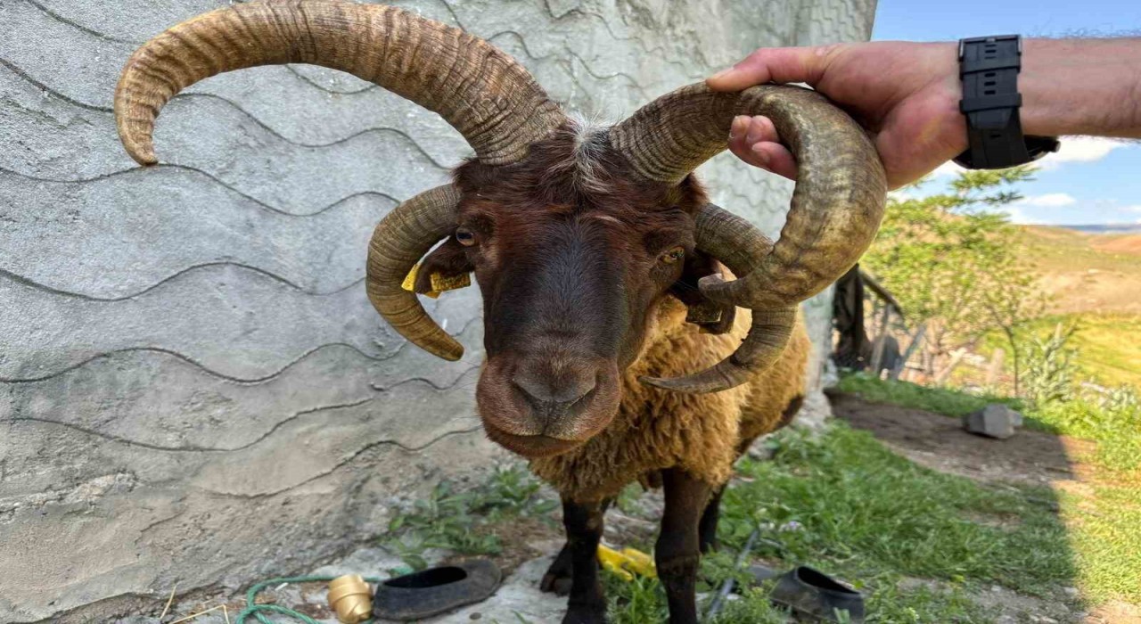 Kağızmanda 4 boynuzlu koç ilgi odağı oldu
