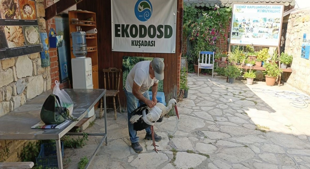 Kamyon çarpan leylek tedavi altına alındı, Başkan Sürücü dikkat çağrısı yaptı