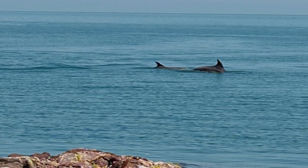 Karadenizde yunus güzelliği