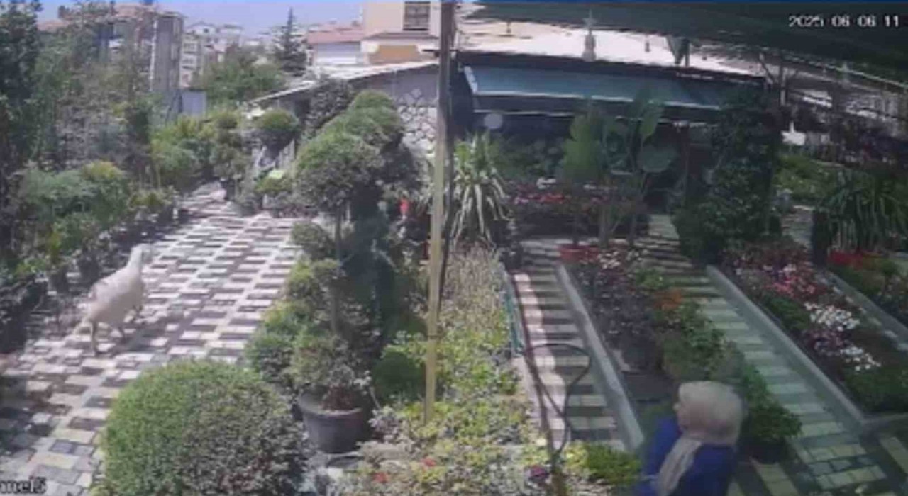 Karamanda firar eden kurbanlık koyun girdiği fidanlıkta yakalandı