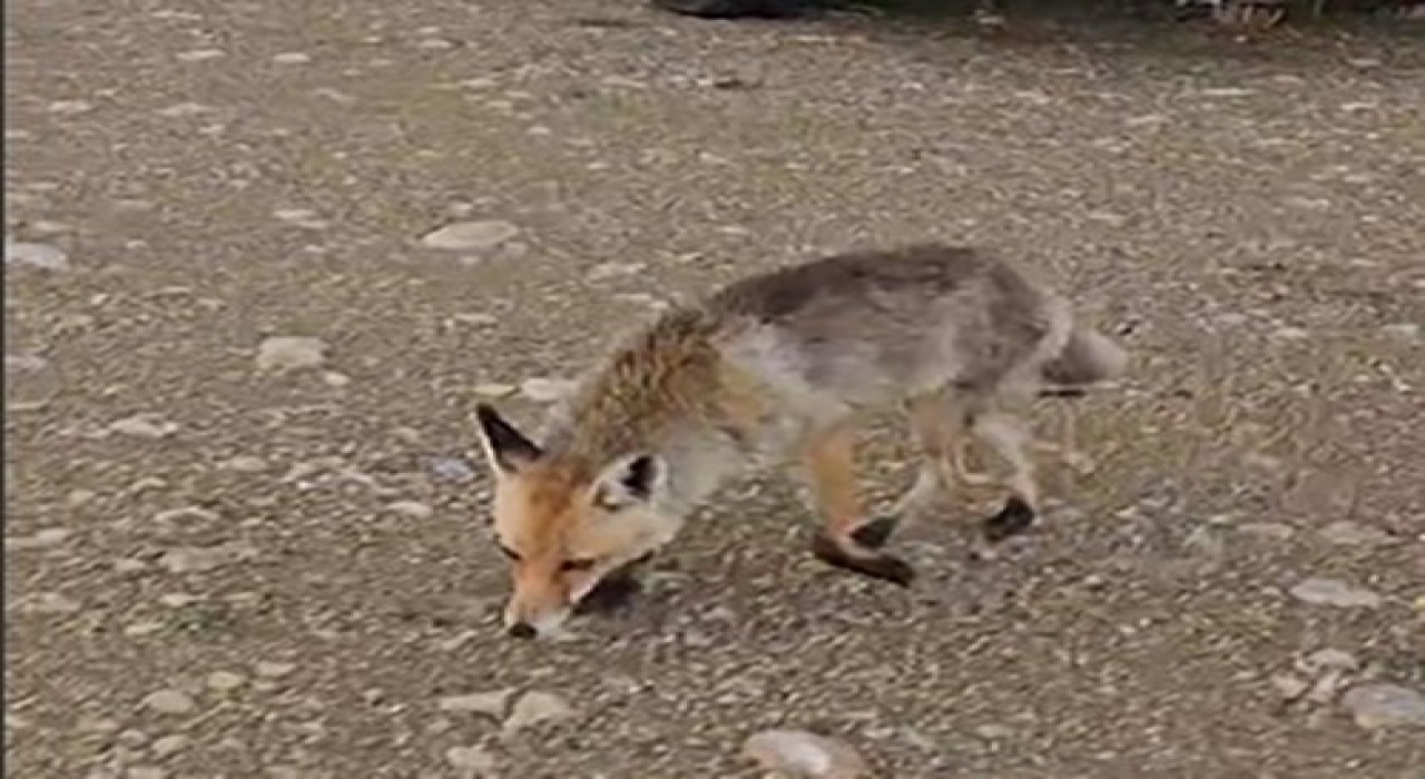Karavanı ziyaret eden tilkinin görüntüleri yüzleri gülümsetti