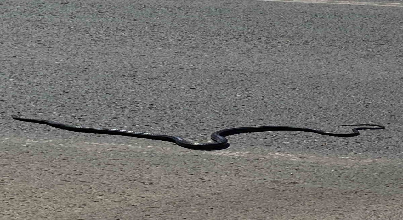 Karayılan yoğun trafiğin arasında telef oldu