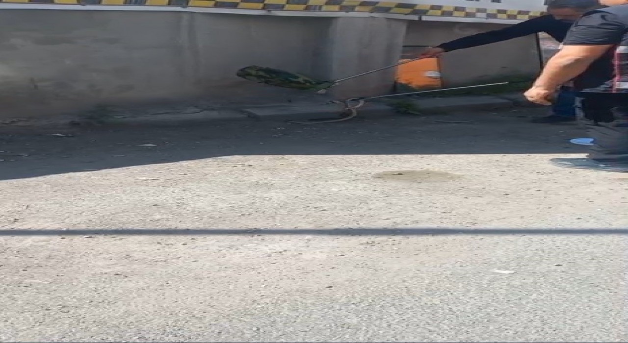 Karsta 1 metrelik yılan paniği